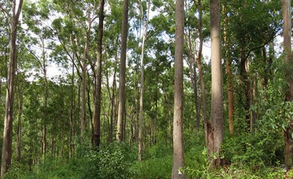 This native forest in southern Queensland has been selectively harvested three times since the 1950s and is almost ready for another harvest. Image: Tyron Venn A forest of tall gum trees